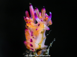 This a photo of a flabellina nudibranch. This fella was f... by Glenn Ian Villanueva 